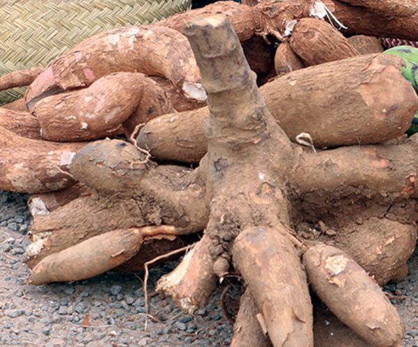 Manioc