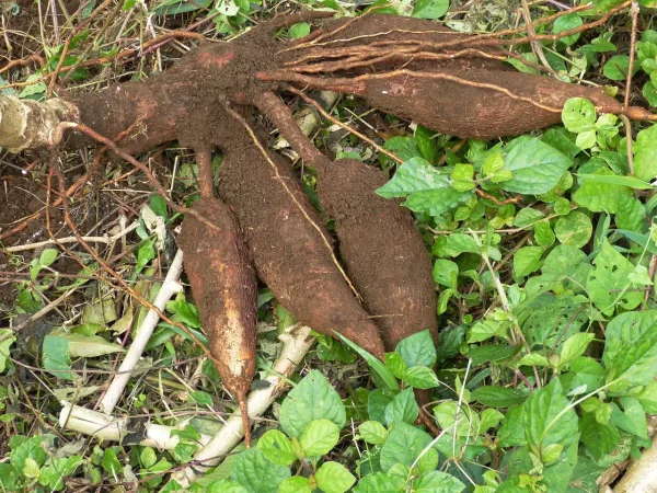 Manioc