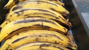 Banane Plantain – Qualité Fraîche et Saveur Authentique