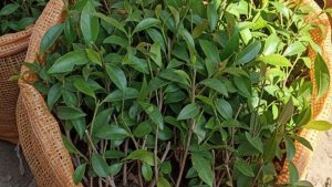 Jeunes Plants de Girofle