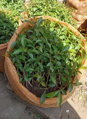 Jeunes Plants de Girofle