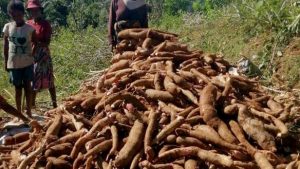 Manioc Frais – Variété VILY