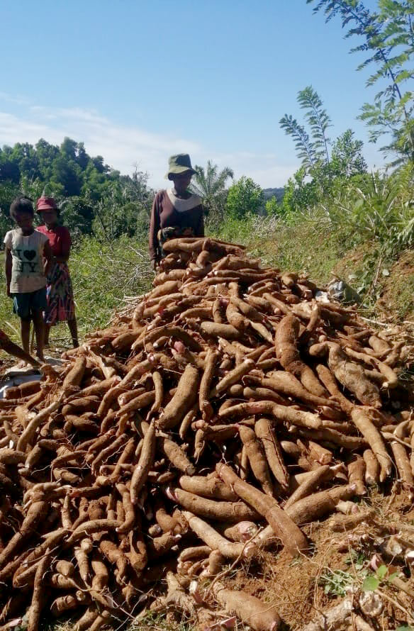 Manioc Frais – Variété VILY