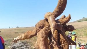 Manioc Frais – Variété VILY