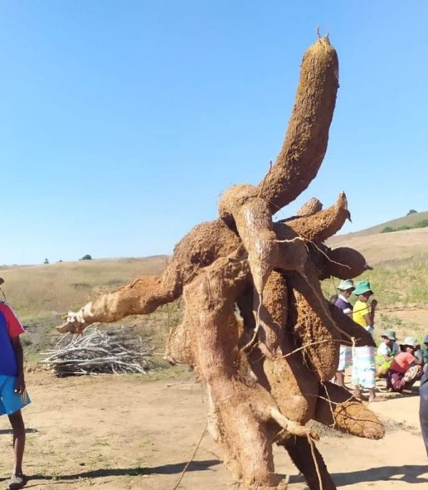 Manioc Frais – Variété VILY