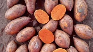 Patate douce à chair orange