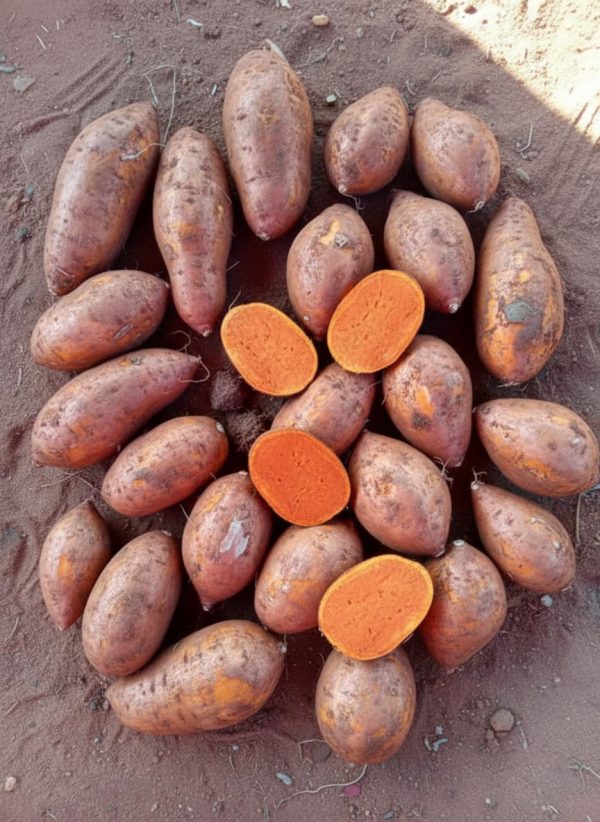 Patate douce à chair orange