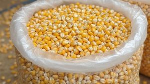 Maïs grain IRAT 200