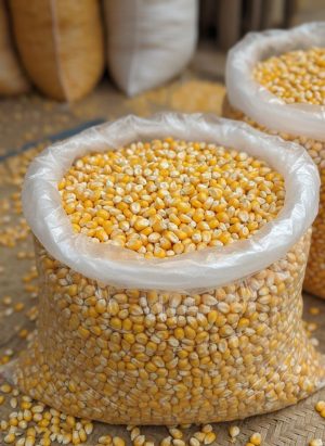 Maïs grain IRAT 200