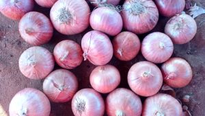 Oignon Rouge – Saveur Intense