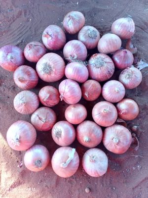 Oignon Rouge – Saveur Intense