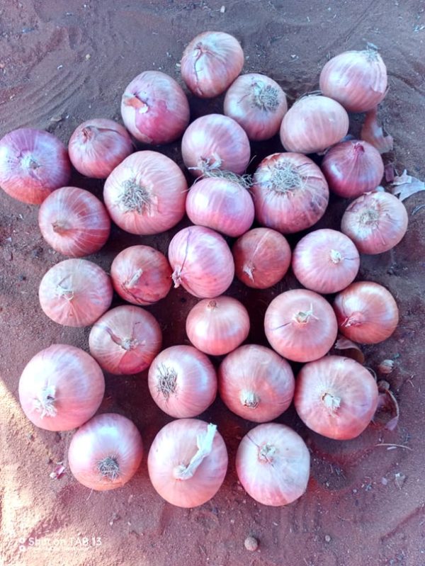 Oignon Rouge – Saveur Intense